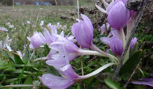Baharın müjdecisi çiğdemler çiçek açtı