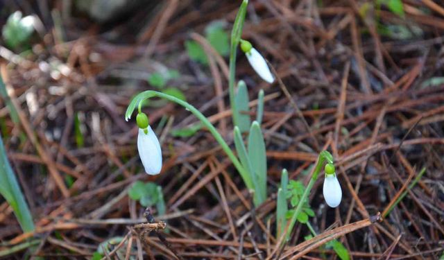 Bu çiçeği koparmanın bedeli 700 bin!