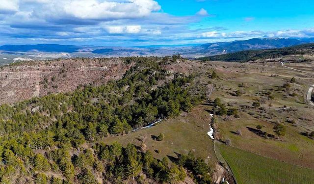 Karlar eridi, yaylalar yeşile büründü