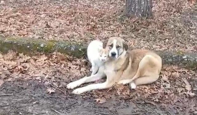 Kedi ve köpeğin dostluğu