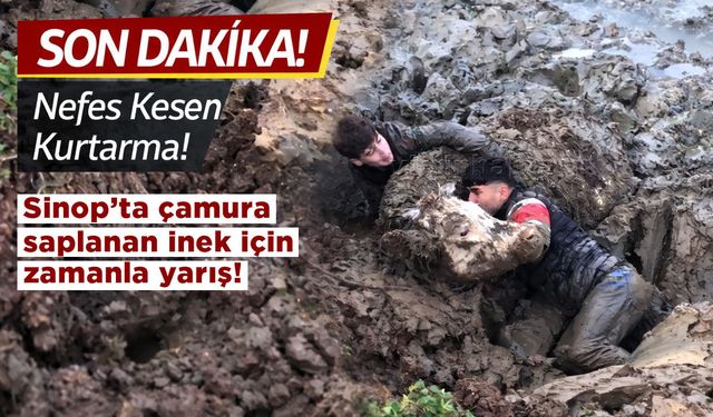 Sinop’ta bataklığa saplanan inek son anda kurtarıldı
