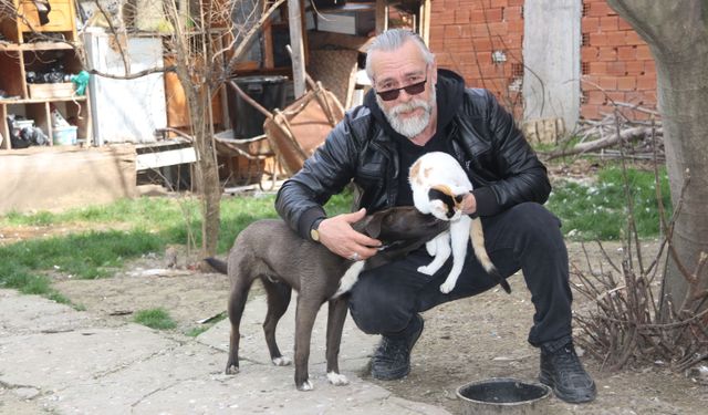 Köpek Oskar ile kedi Çiçek'in arkadaşlığı gülümsetiyor