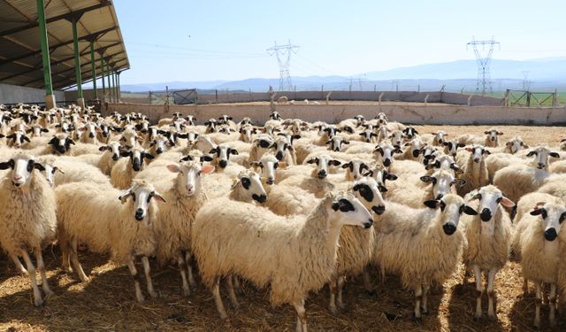 Kuzuların anneleriyle buluşması renkli görüntüler oluşturdu