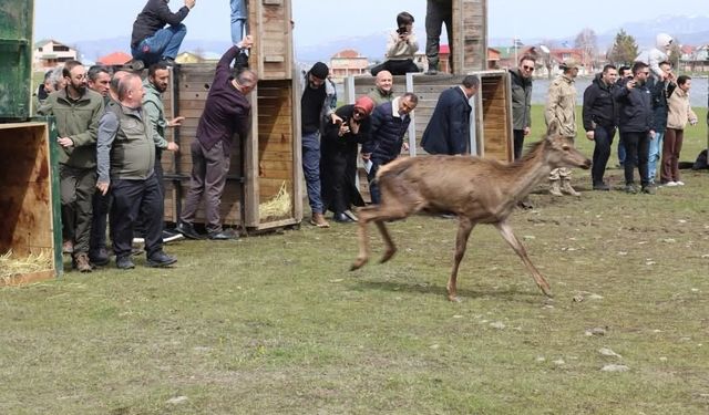 16 kızıl geyik doğaya salındı