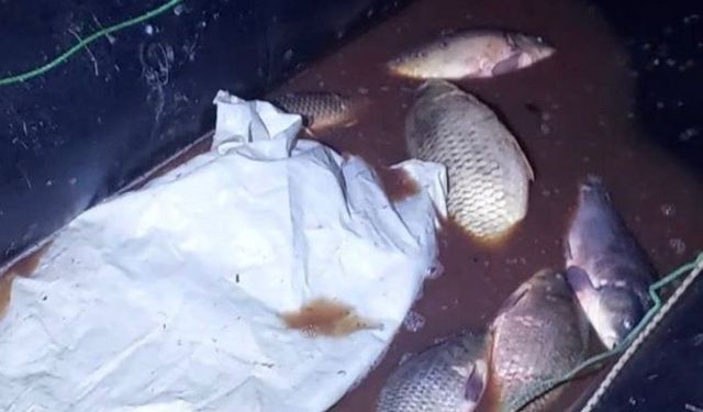 Kaçak avlanan 91 sazan yaşam alanına bırakıldı