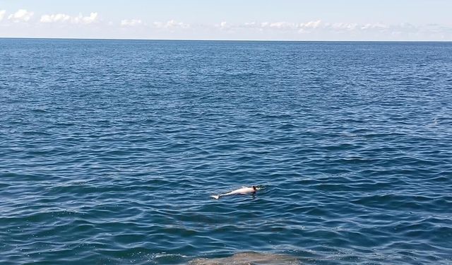 Karadeniz Ereğli sahilinde ölü yunus bulundu