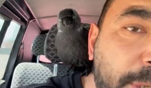 Karga sürücünün omzuna kondu