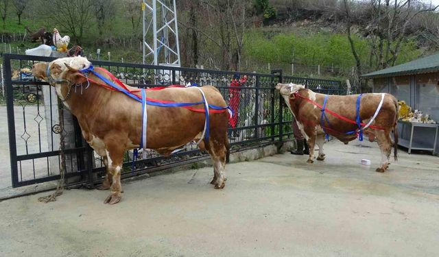 Kurbanlıklar pazara indi