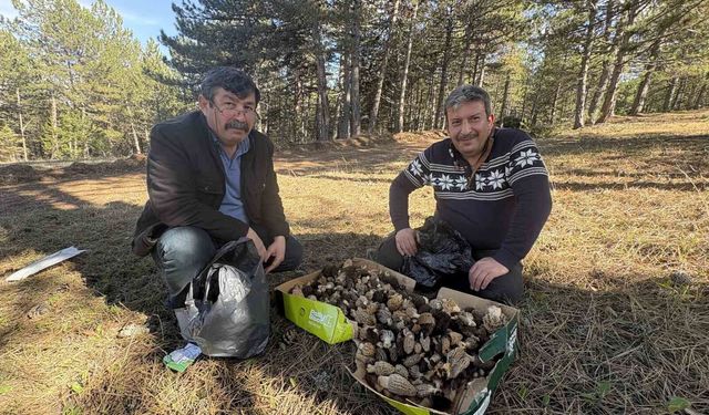Kuzugöbeği mantarı bolluğu