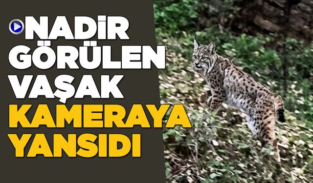 Sinop'ta vaşak objektife takıldı