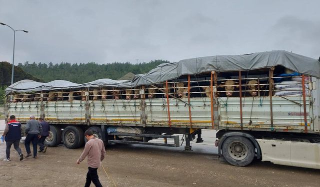 Sinop’tan yola çıkan kurbanlıklar Trakya’ya ulaşıyor