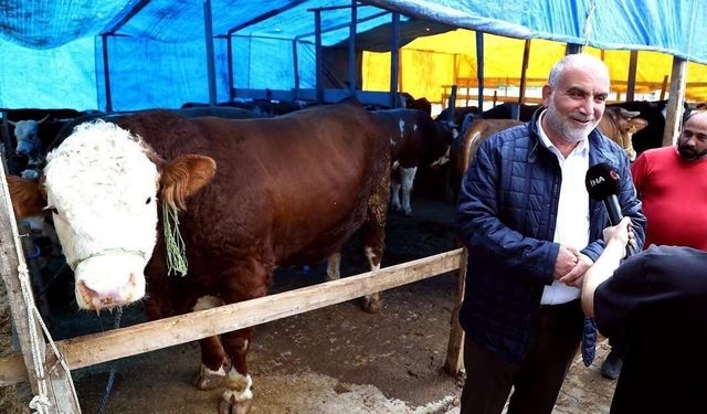 1,3 tonluk boğa kurban pazarının gözdesi