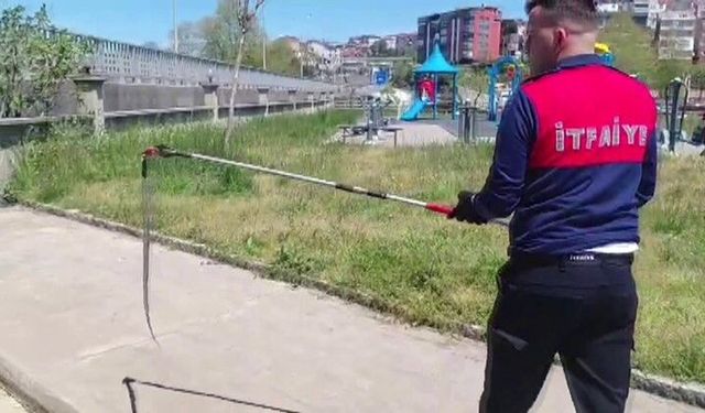 Dernek binasına giren yılan itfaiyeyi harekete geçirdi