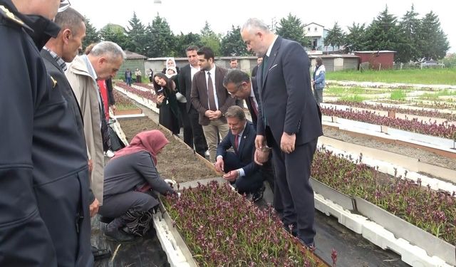 Doğadan tarlaya salep yolculuğu