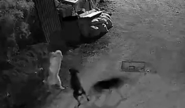 Köye inen kurtlar köpeği boğdu