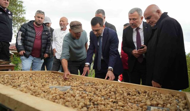 Salep hasadı başladı: Kilosu 12 bin TL