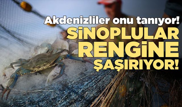 Akdeniz'den gelen davetsiz misafir Sinop'ta ortaya çıktı