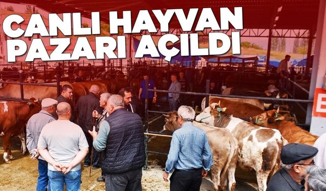 Boyabat'ta kurbanlıklar alıcılarını bekliyor