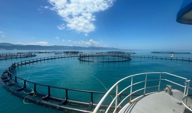 Sinop'ta Türk Somonu üretim tesislerine sıkı denetim