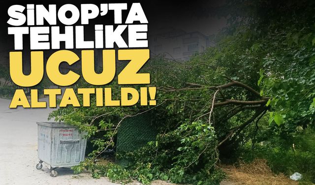 Sinop'ta ağaç dalı devrildi