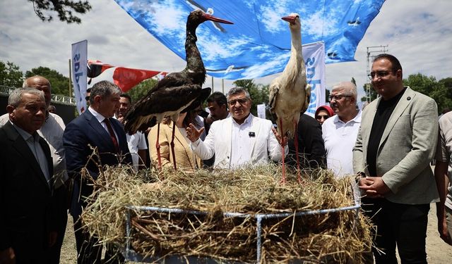 Sinop Cuma Ovası'nda Leylek Şenliği düzenlendi