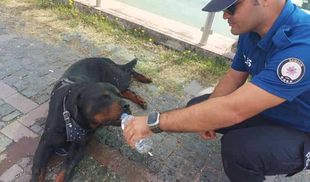 Yaralı köpeğe polisin su verdiği anlar kamerada