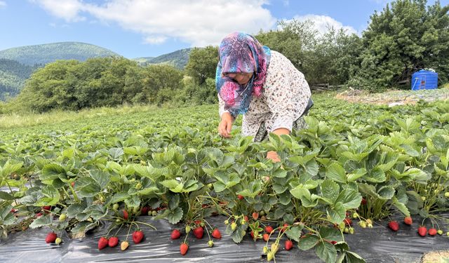 Yaylada çilek hasadı başladı