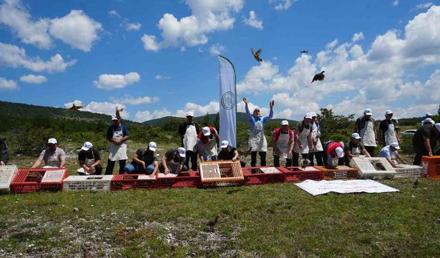 1200 kınalı keklik doğaya salındı