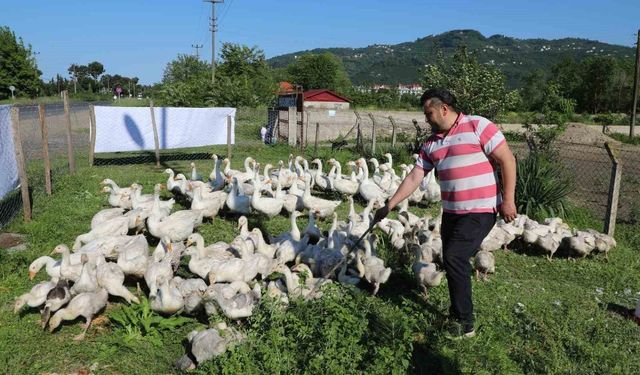 20 ile başladığı kaz besiciliğinde sayıyı 220'ye yükseltti