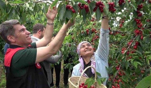 Amasya'da bu yıl 50 bin ton rekolte bekleniyor
