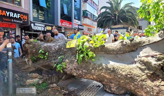 Asırlık çınar ağacı yola devrildi