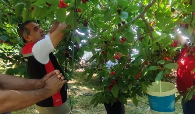 Aydın'da kiraz hasadı devam ediyor