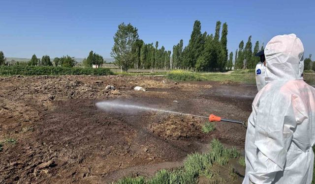 Çorum Belediyesi böcekle mücadeleyi sürdürüyor