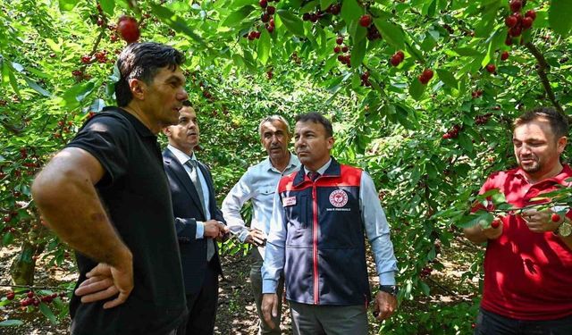 Kiraz hasadı başladı