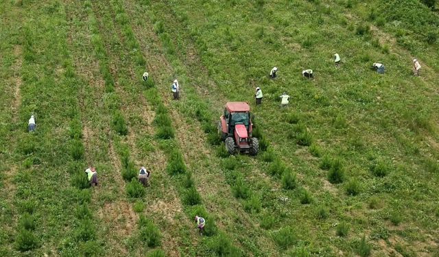 Sinop'ta ağaçlandırma sahalarında bakım çalışmaları