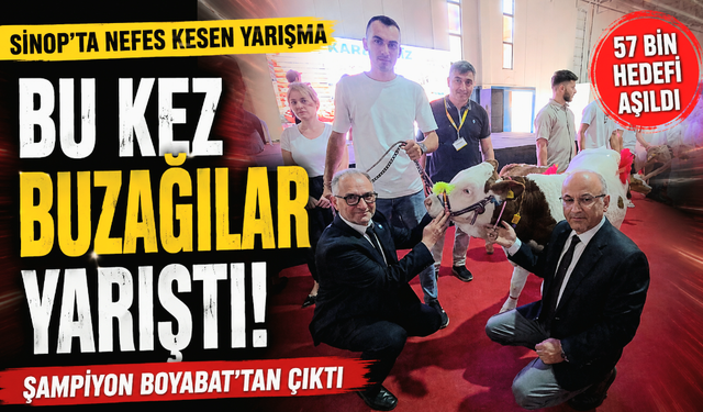 Podyuma Buzağılar Çıktı: Sinop'ta Renkli Yarışma