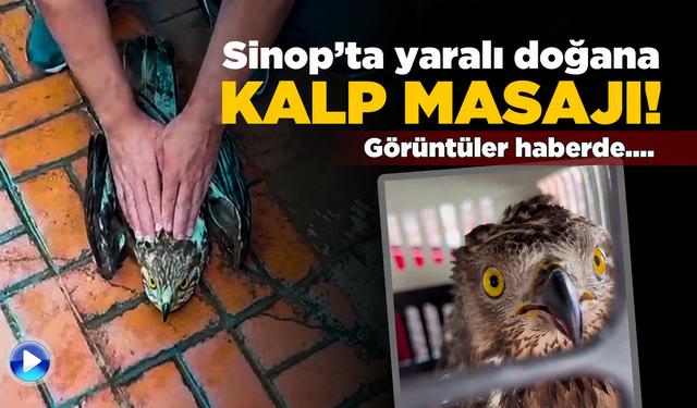 Sinop’ta kalbi duran doğana kalp masajı!