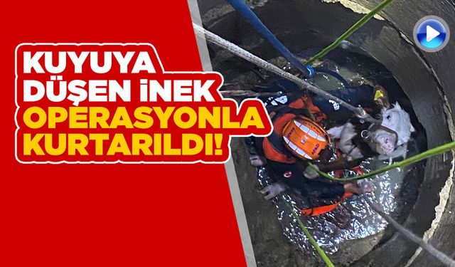 Kuyuya düşen inek operasyonla kurtarıldı