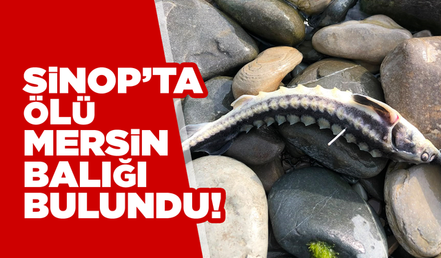 Sinop'ta bir çayda ölü mersin balığı bulundu