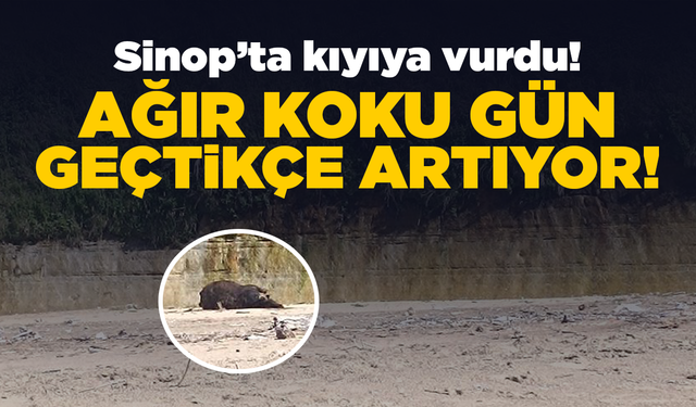 Sinop’ta kıyıya vuran leş ağır koku yayıyor!