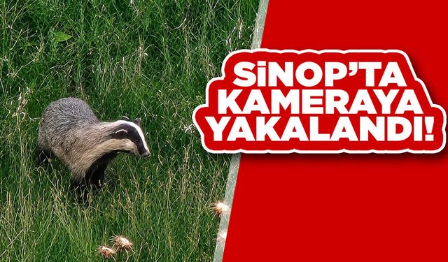 Doğanın gizli sakini Sinop'ta yiyecek ararken görüntülendi