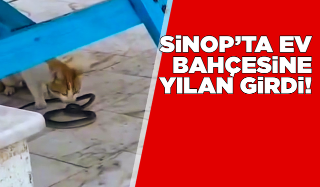 Sinop’ta evin bahçesine giren yılan korkuttu