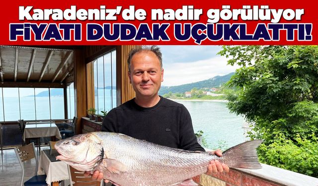 Sinop'ta beyaz kötek balığı avlandı
