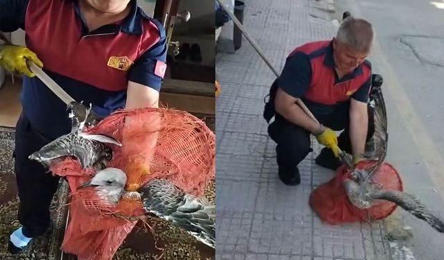 Havalandırma boşluğuna düşen martı kurtarıldı