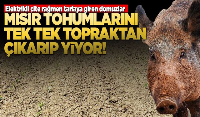 Sinop'ta mısır tarlalarında büyük zarar