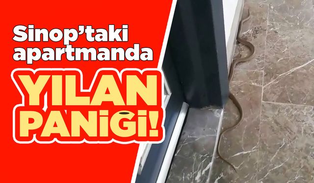 Sinop’ta apartmana yılan girdi