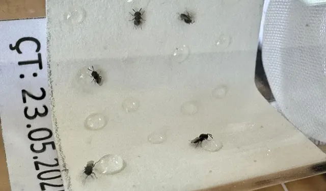 Tarım zararlısıyla mücadele için özel olarak yetiştirildiler
