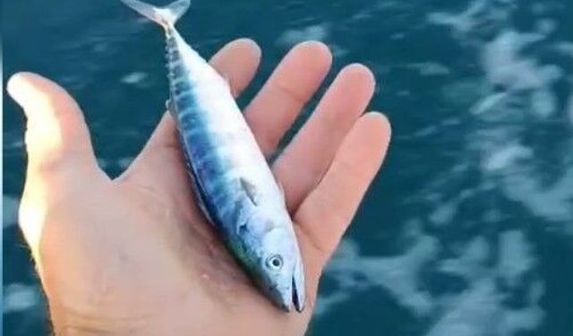 Sinop'ta sezonun uğuru yakalandı