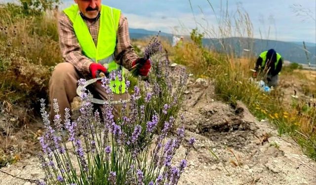 Boyabat'ta ilk lavanta hasadı yapıldı