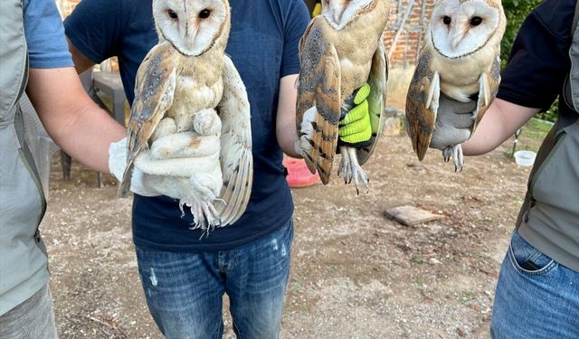 Çatı katında bulunan 3 peçeli baykuş doğaya bırakıldı